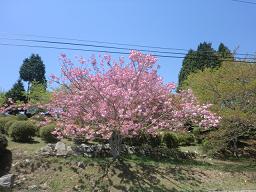 CIMG3862-1.JPG