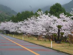 P1060326-1.JPG